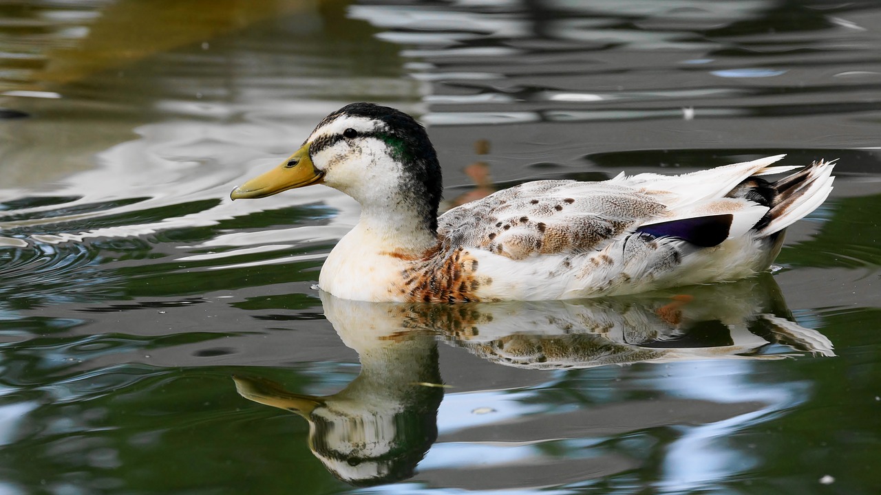 bird duck mare free photo