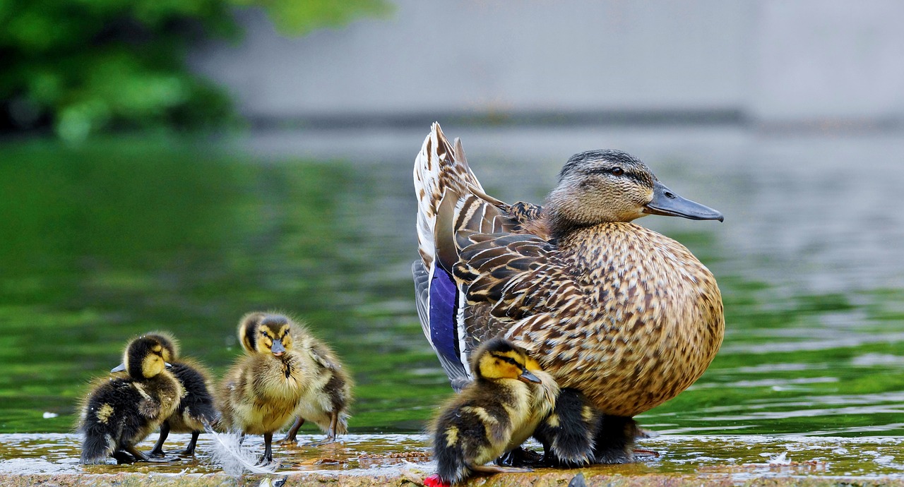 bird nature animal free photo