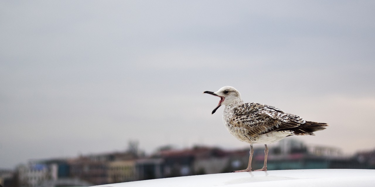 bird nature sea free photo