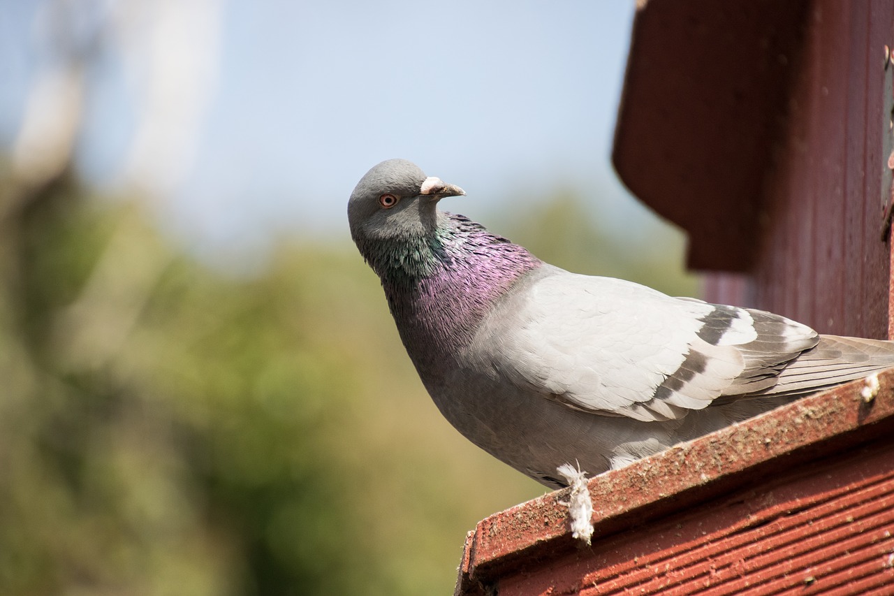 bird nature dove free photo