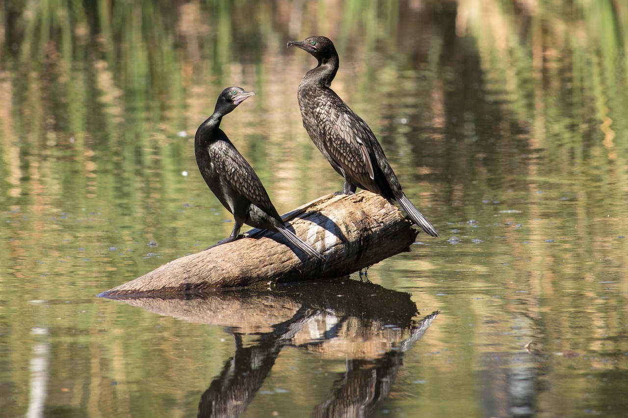 bird wildlife nature free photo