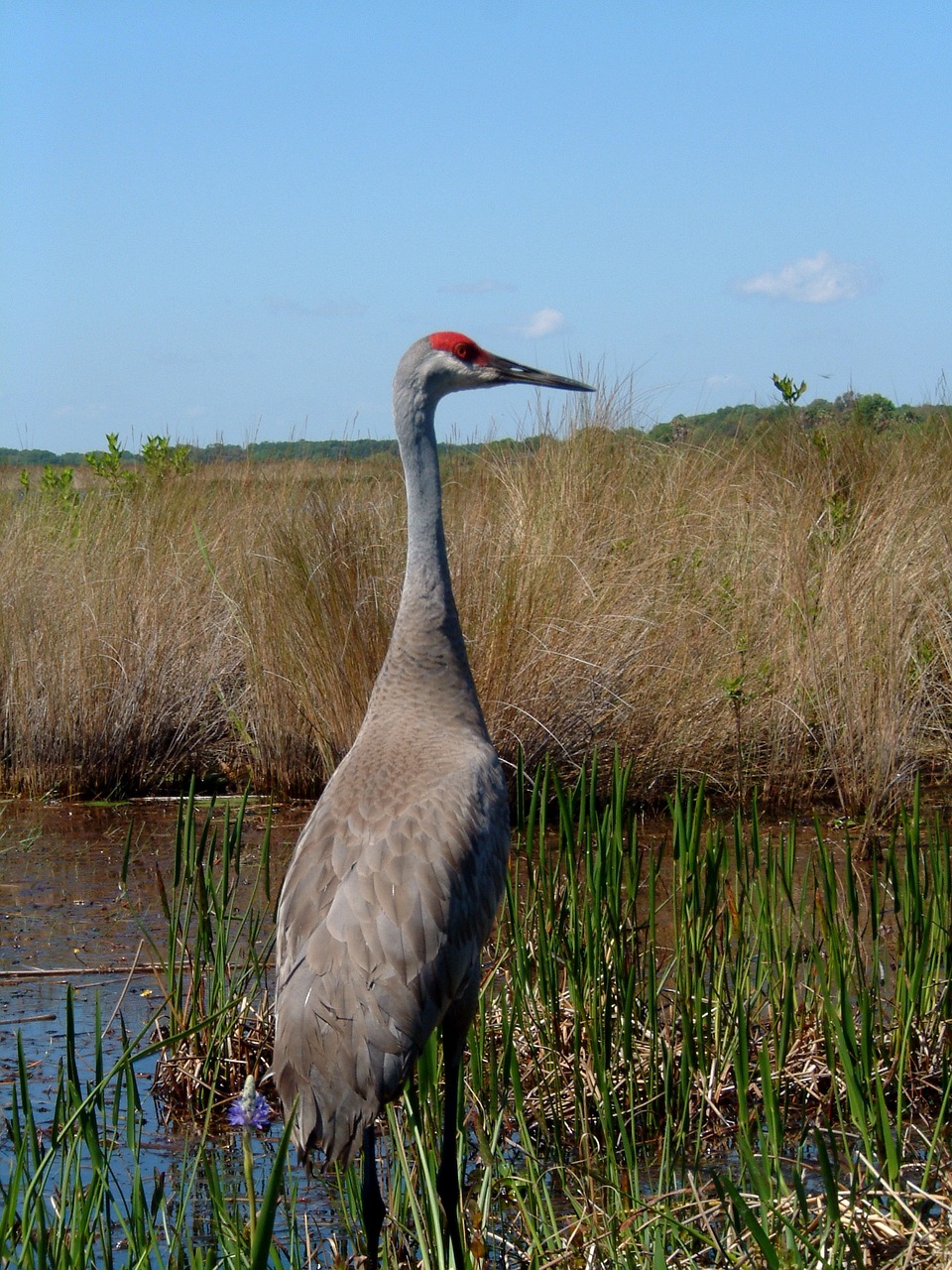 bird wildlife nature free photo