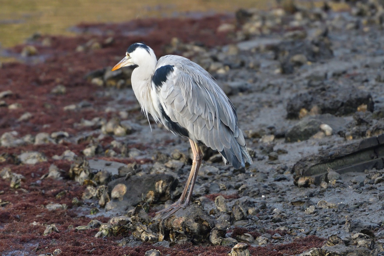 bird wild animals animal free photo