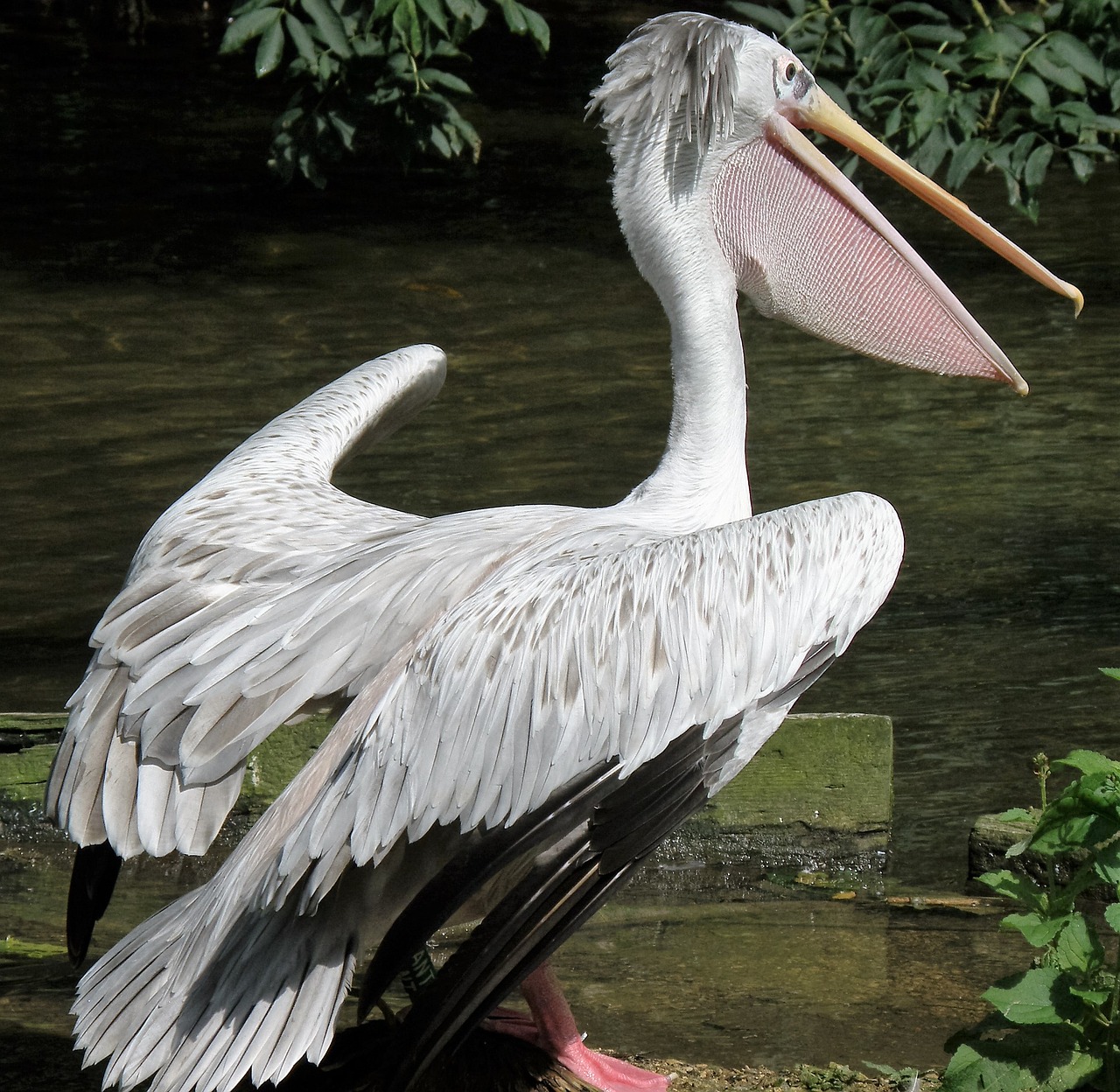 bird pelican nature free photo