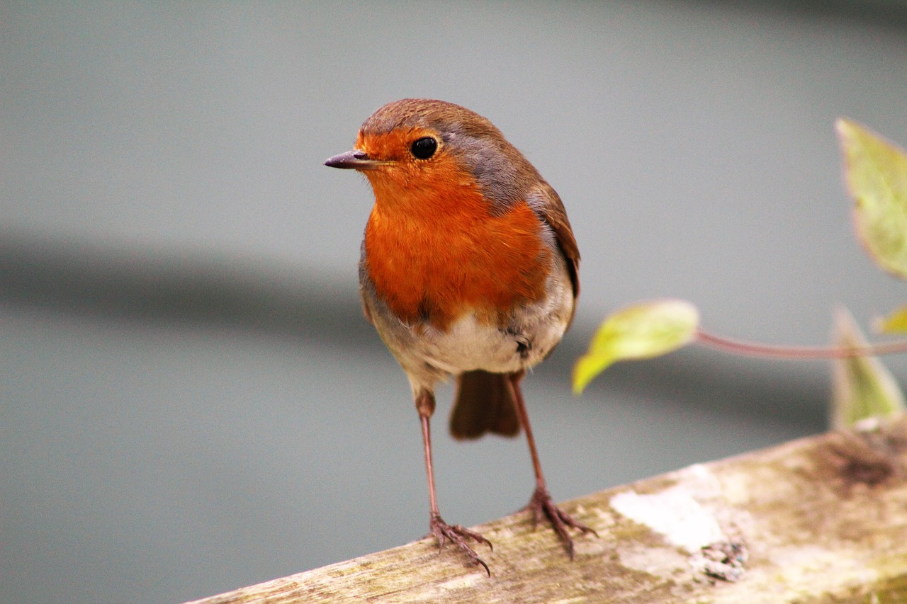 bird wildlife nature free photo