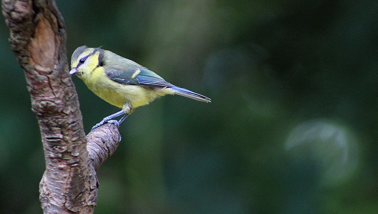 bird wildlife nature free photo