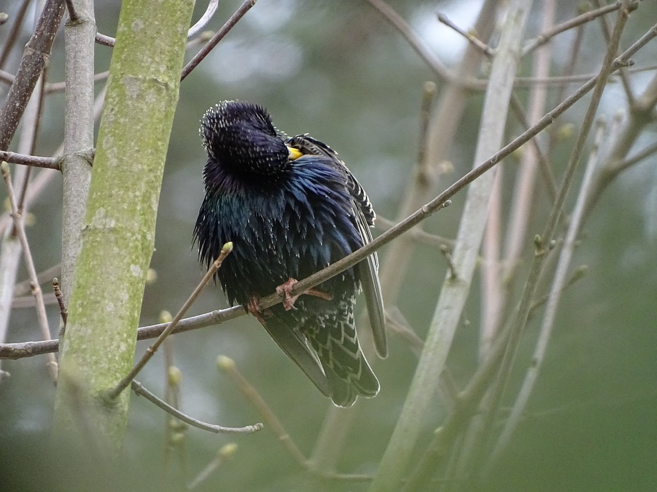 bird star spring free photo