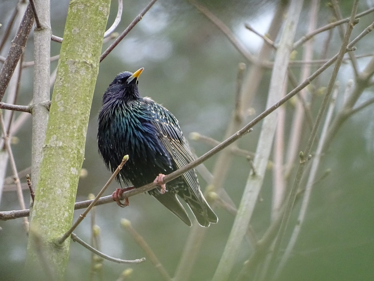 bird star spring free photo