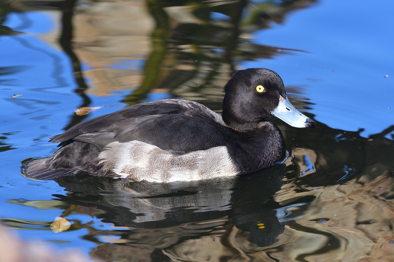 bird pond waters free photo