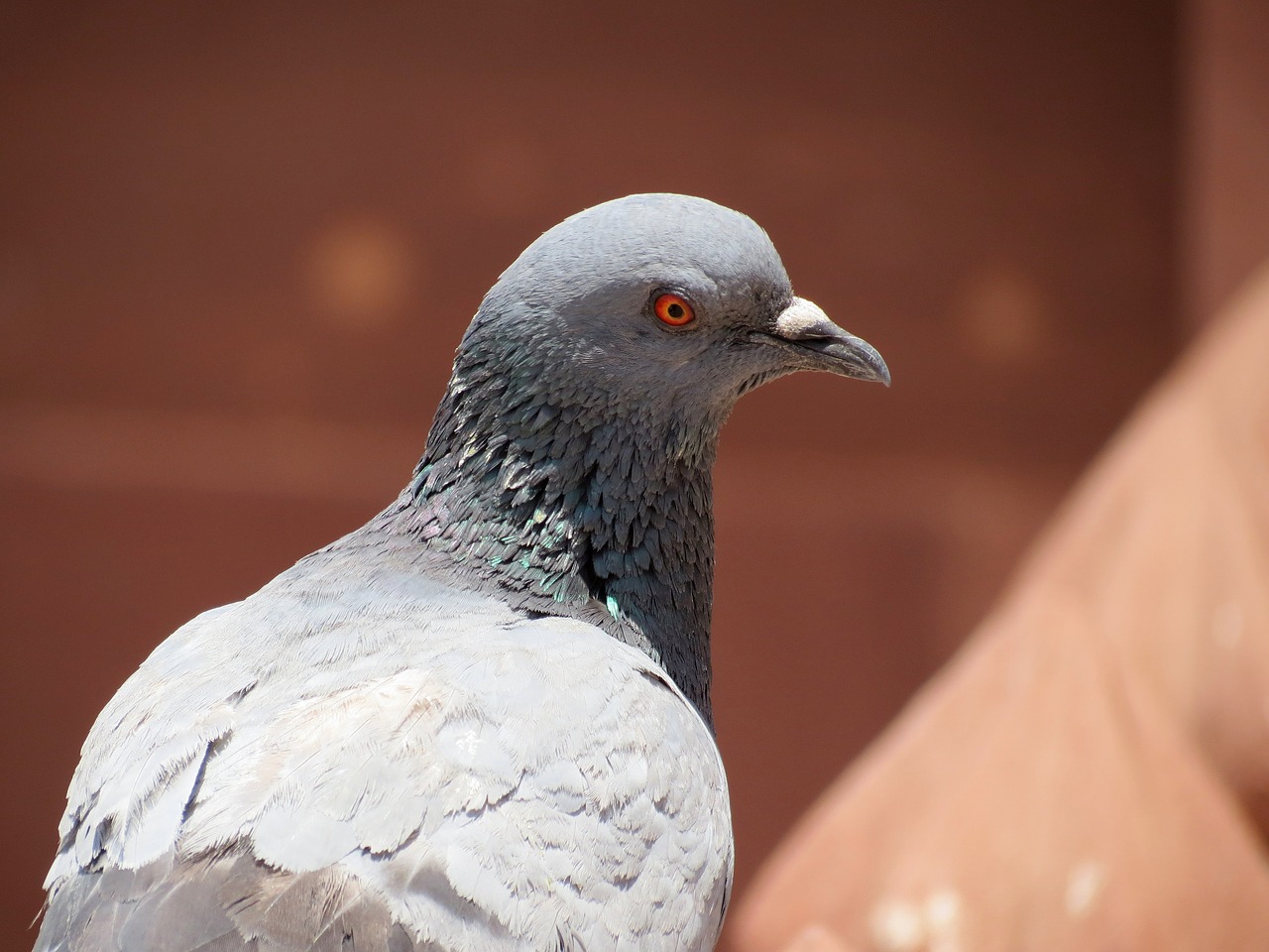 bird wildlife nature free photo