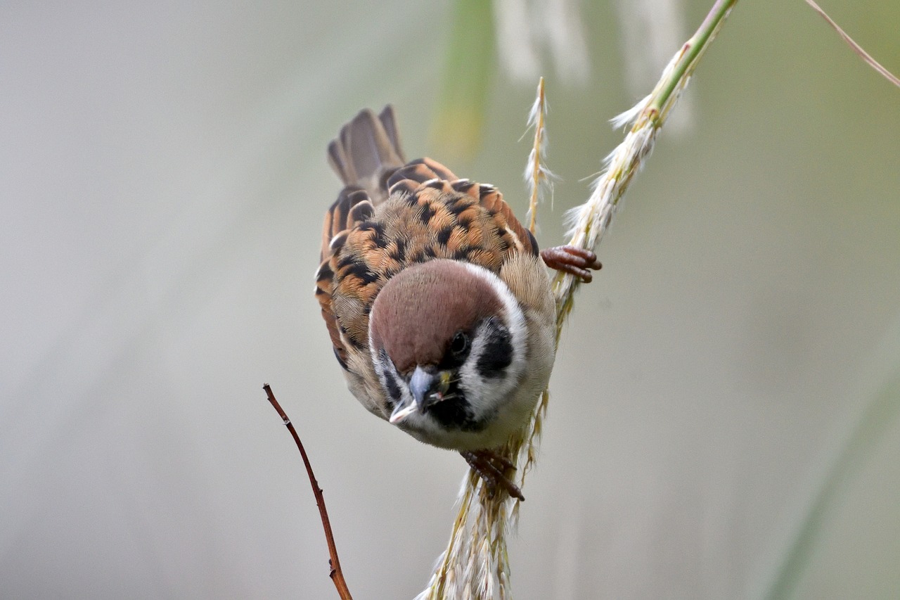 bird wild animals natural free photo