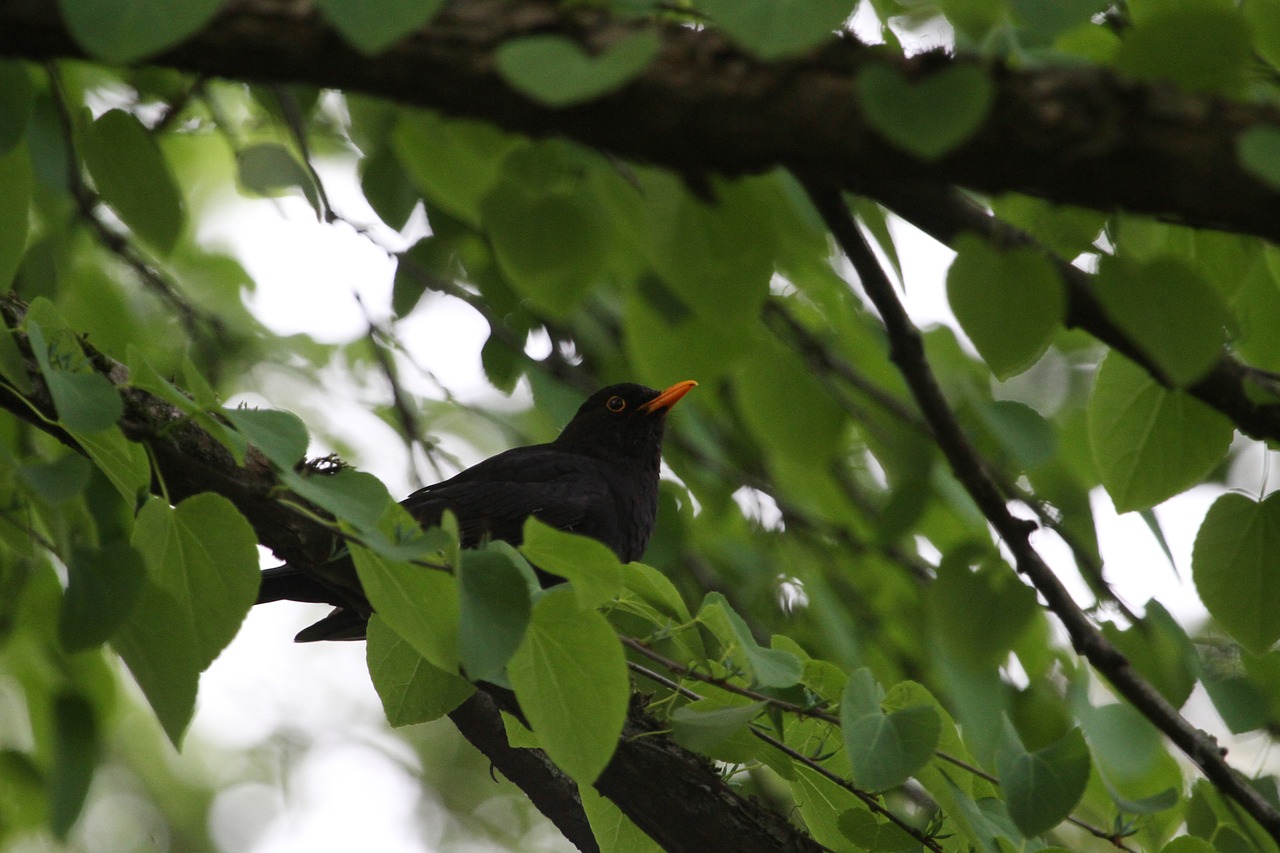 bird nature tree free photo