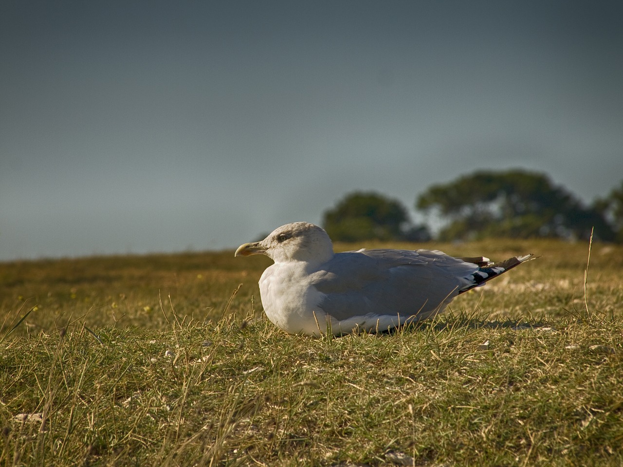 bird nature grass free photo