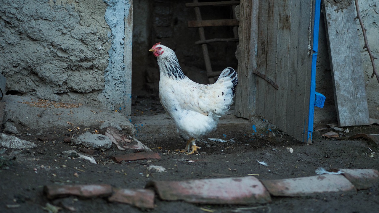 bird nature farm free photo