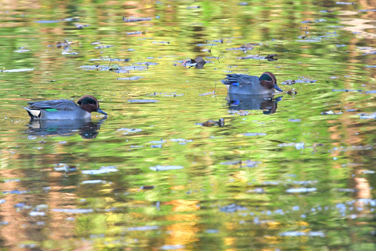 bird pond duck free photo