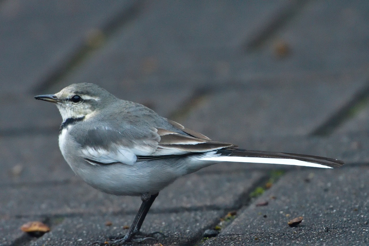 bird natural wild animals free photo