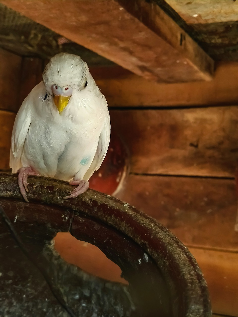 bird food lonely free photo