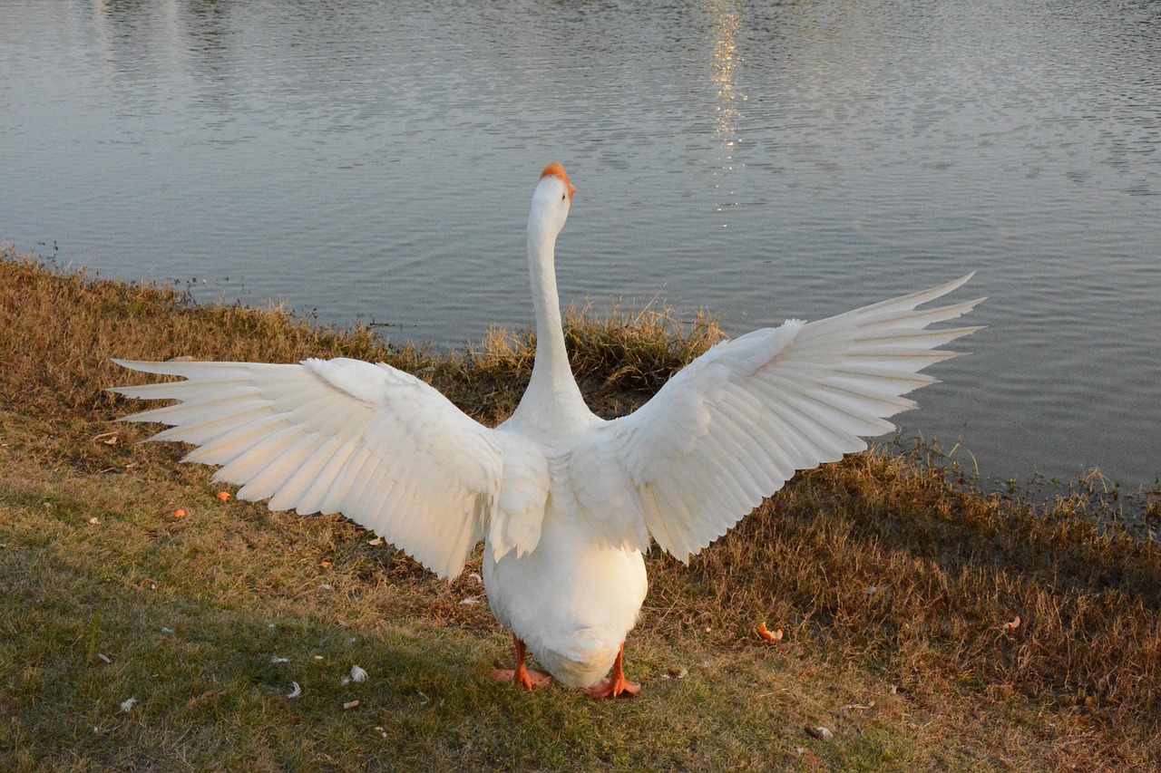 bird nature waters free photo