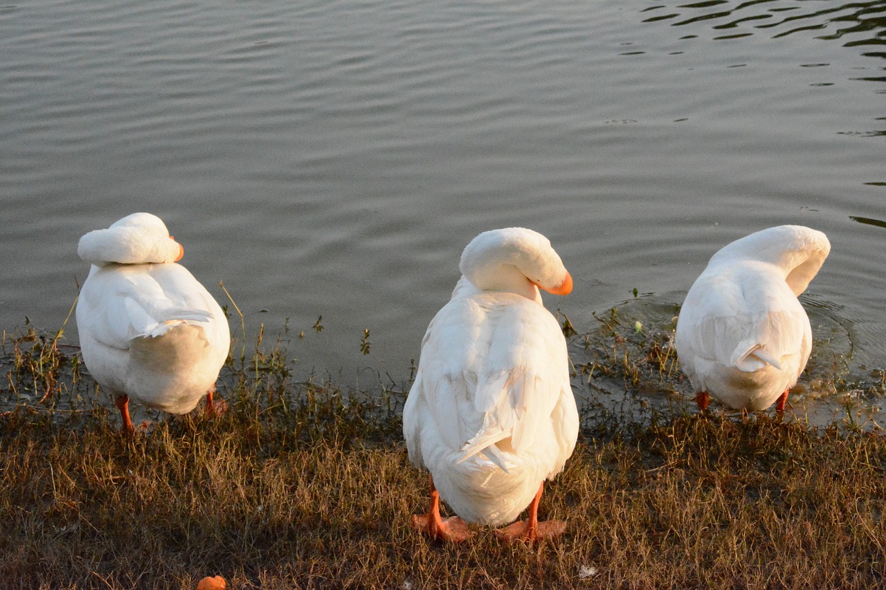 bird waters nature free photo