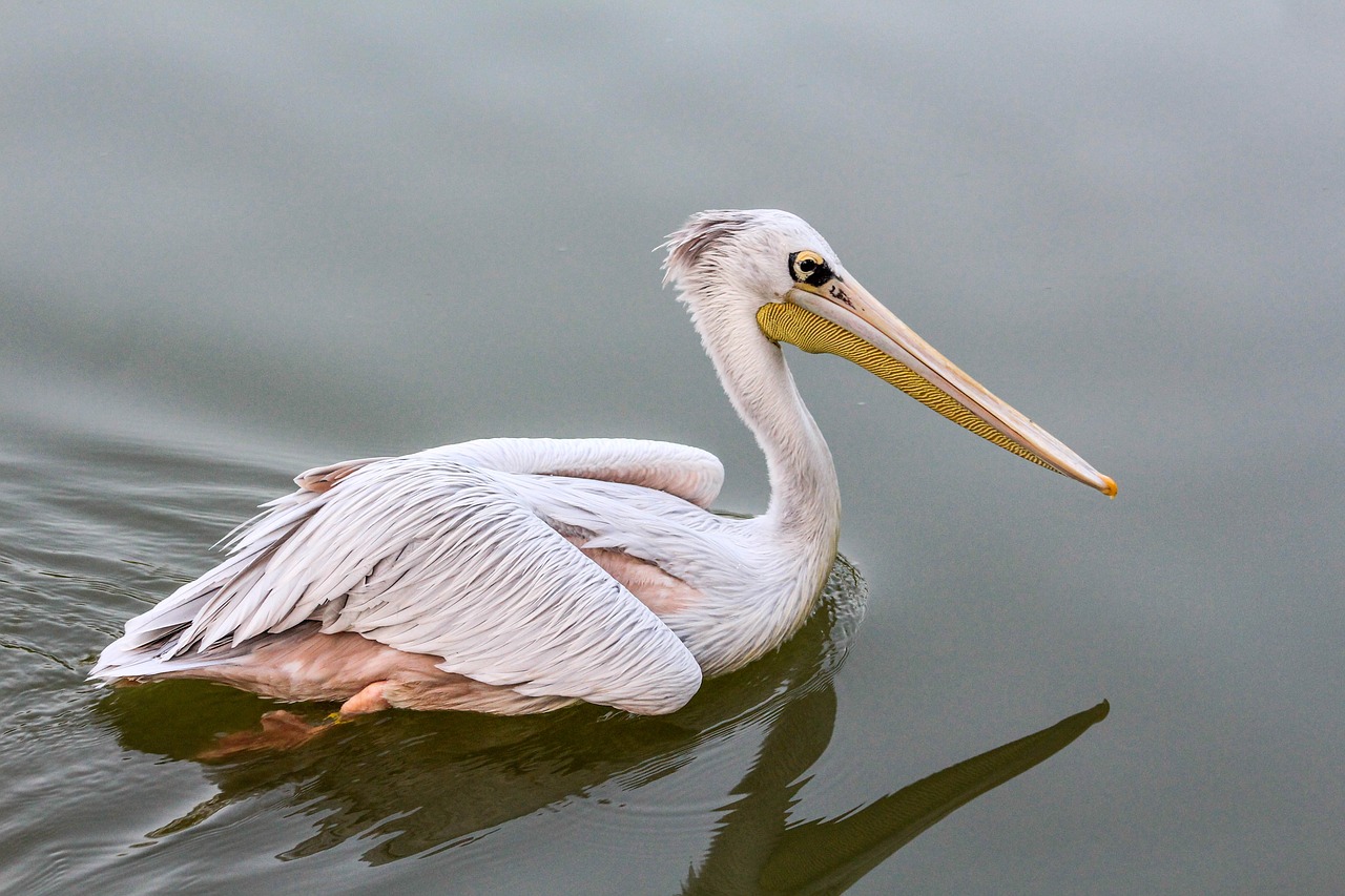 bird wildlife nature free photo