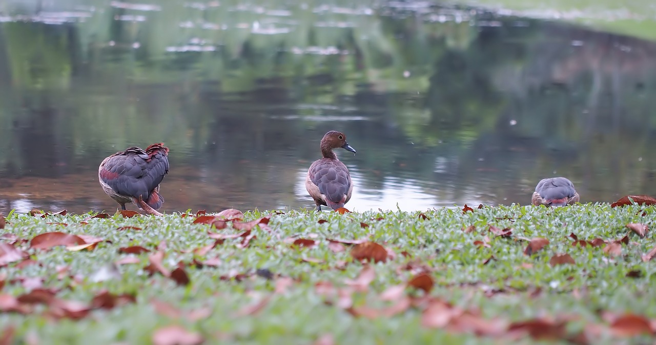 bird nature water free photo