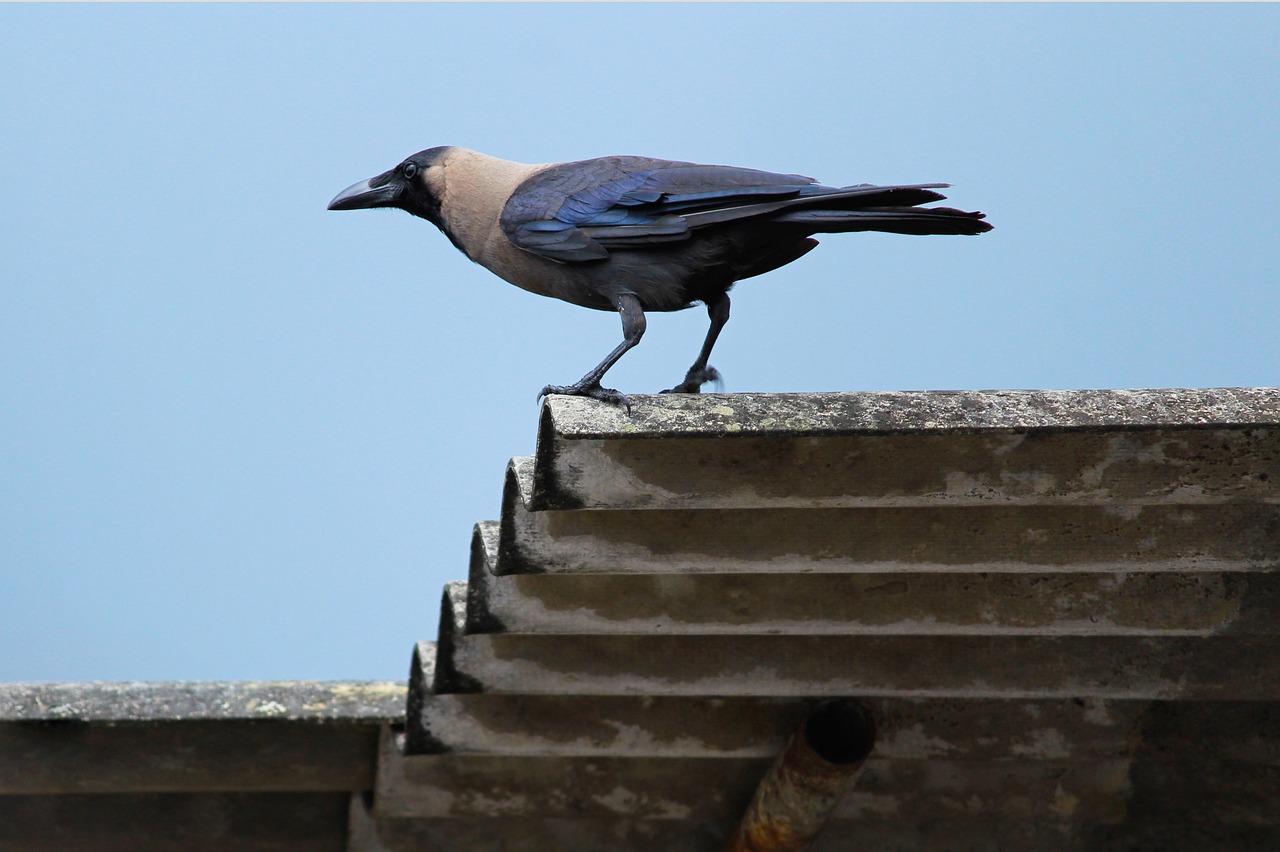 bird nature wildlife free photo