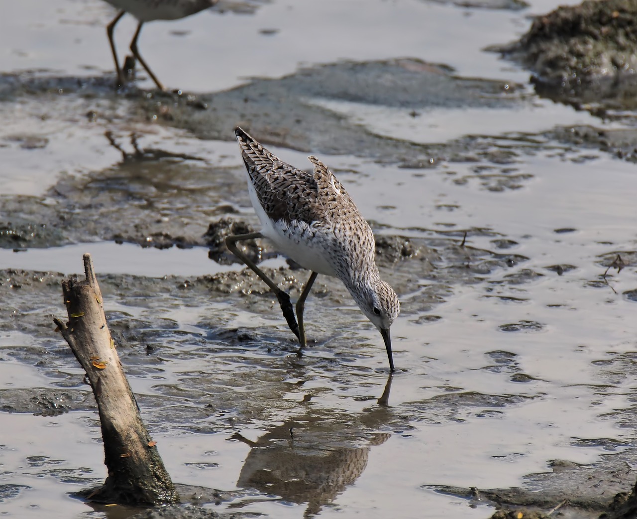 bird wildlife shorebird free photo