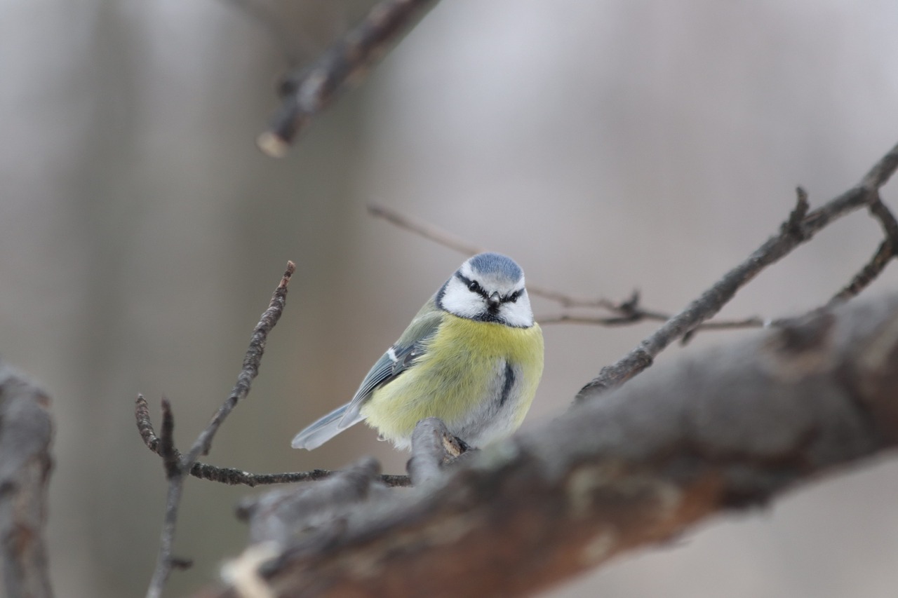 bird living nature nature free photo