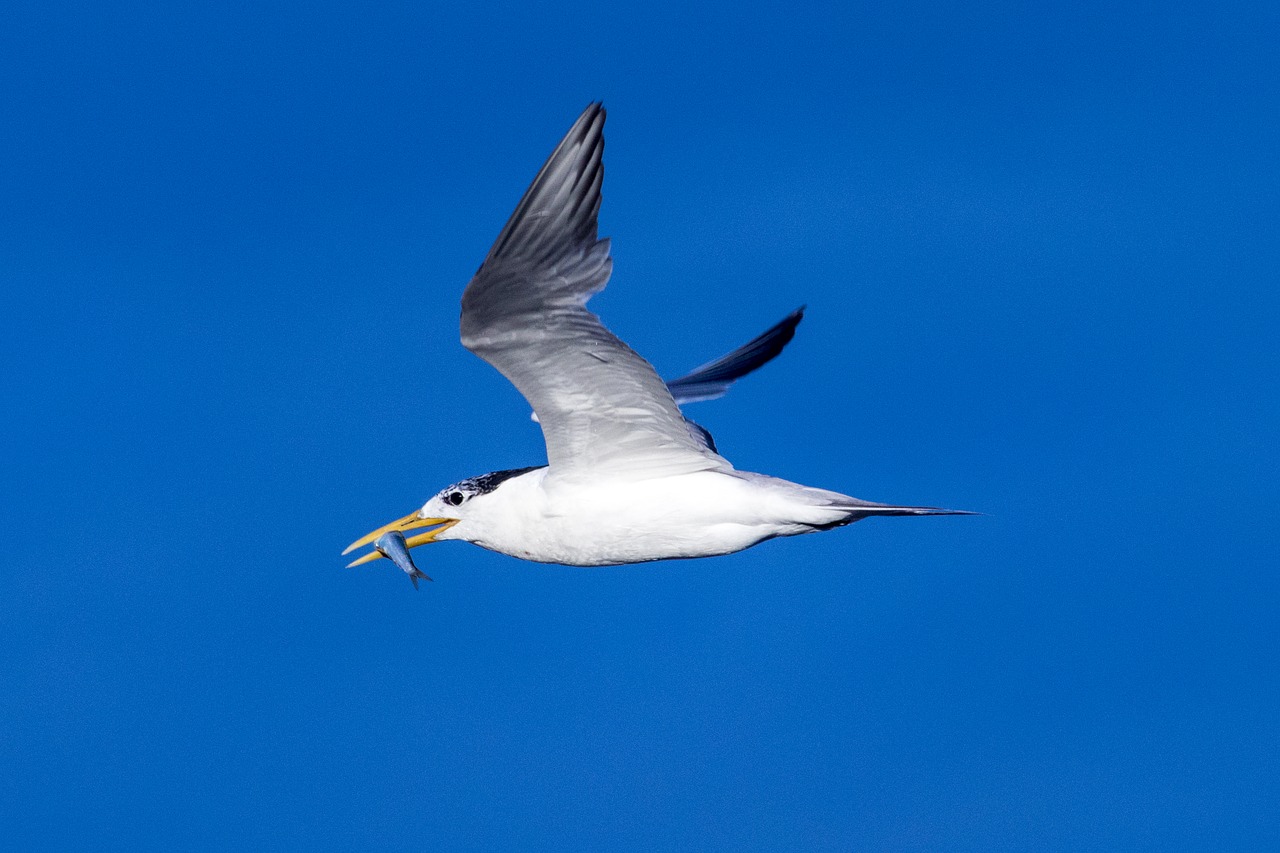 bird nature wildlife free photo