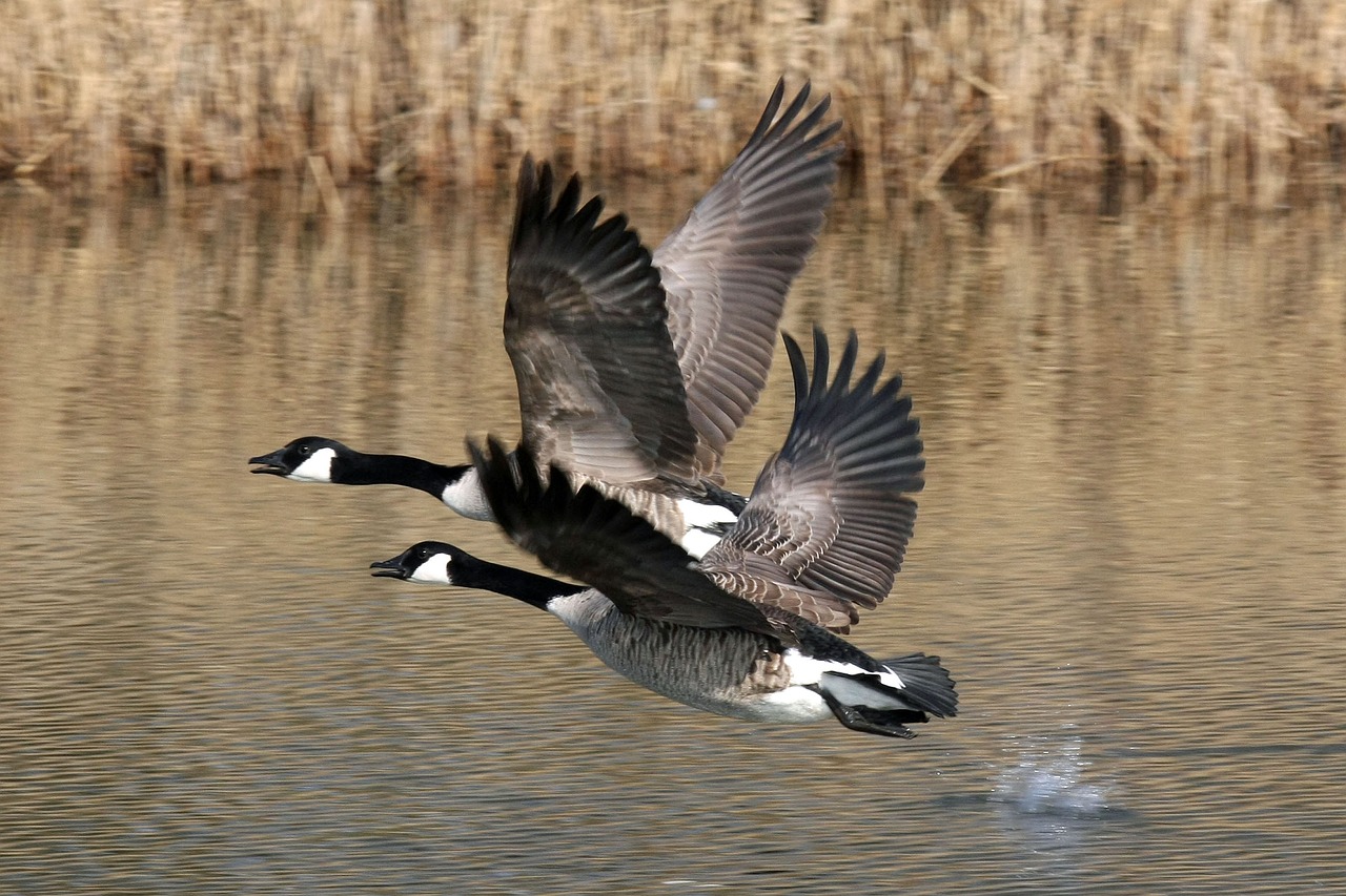 bird goose waters free photo