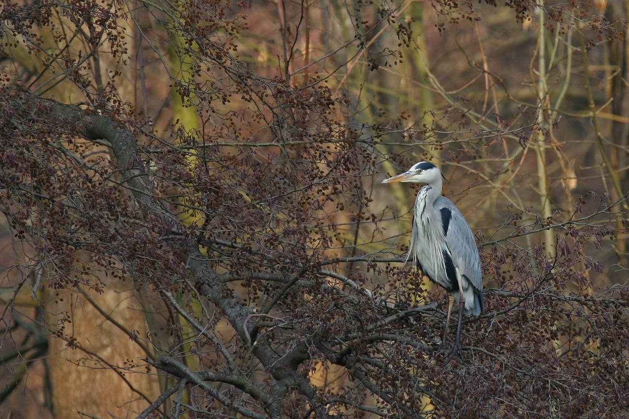 bird nature animal world free photo