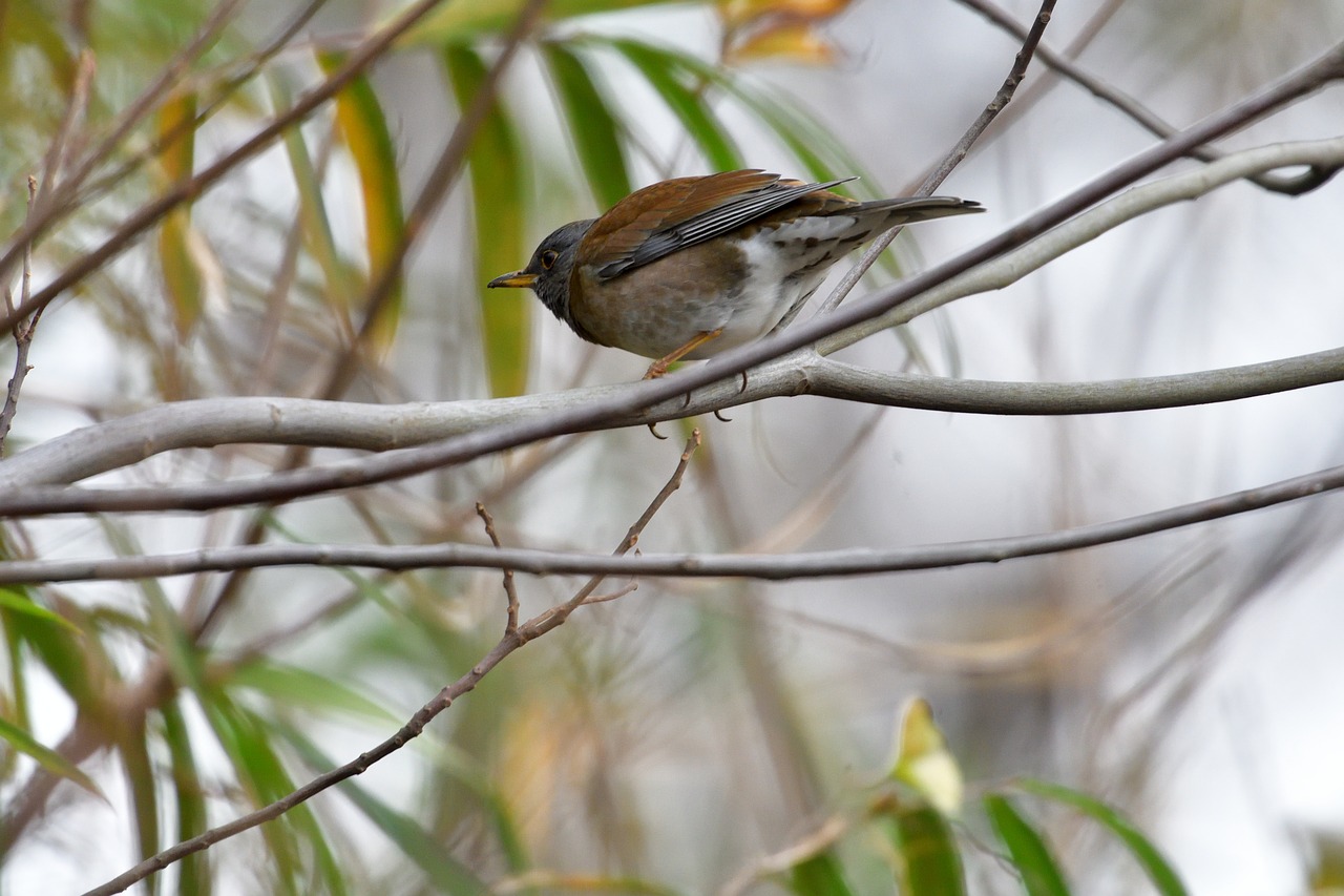 bird natural wild animals free photo