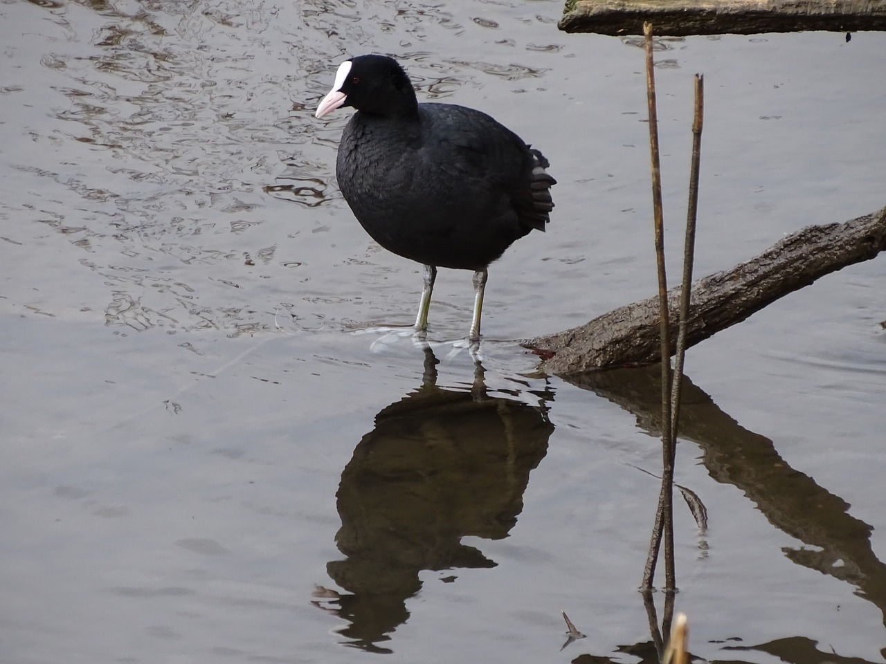 bird waters puddle free photo