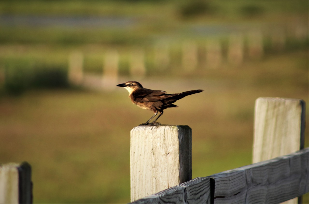 bird outdoors wildlife free photo