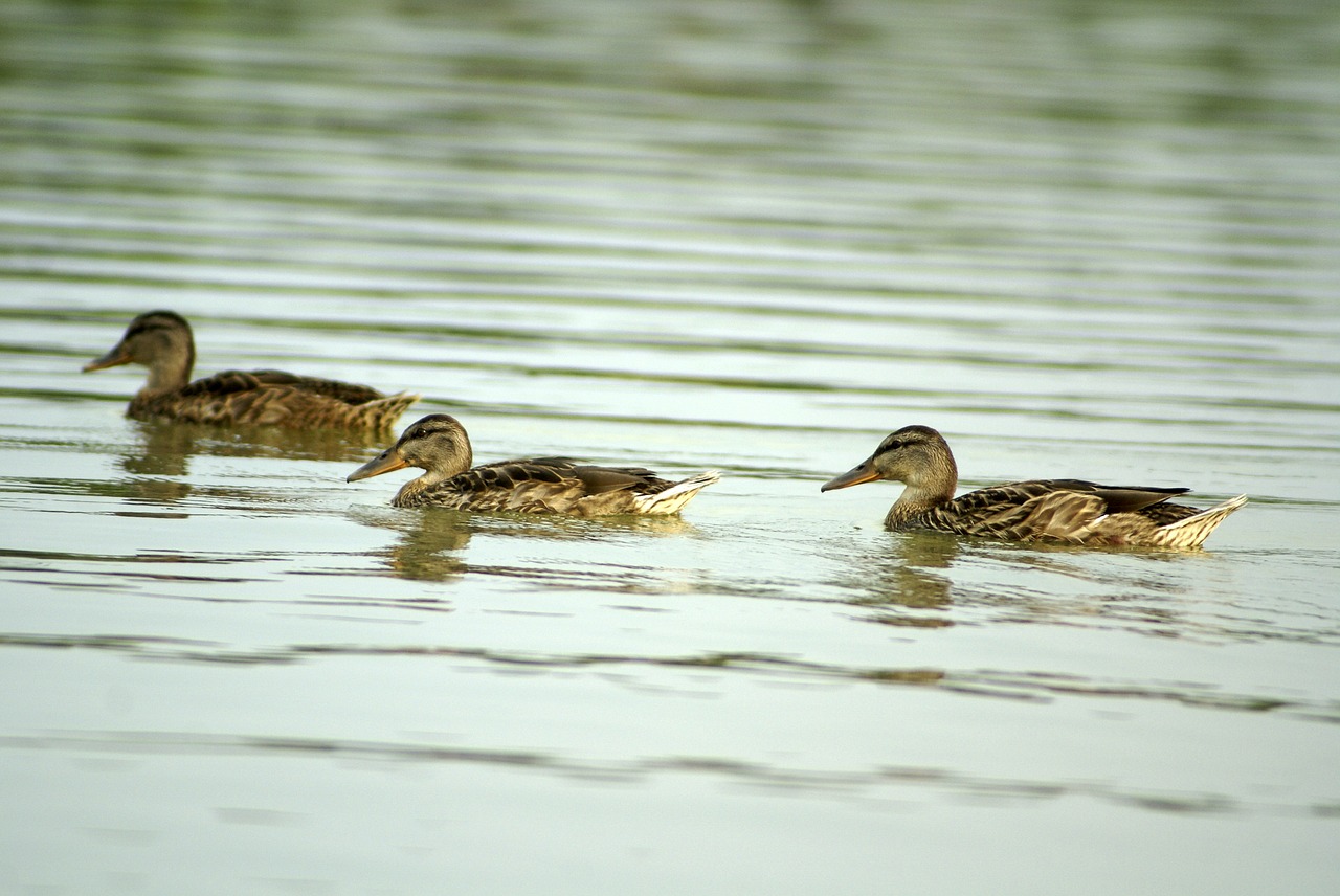 bird duck water free photo