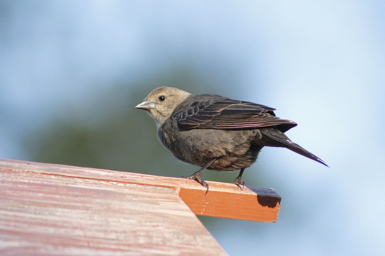 bird female cow bird cow bird free photo