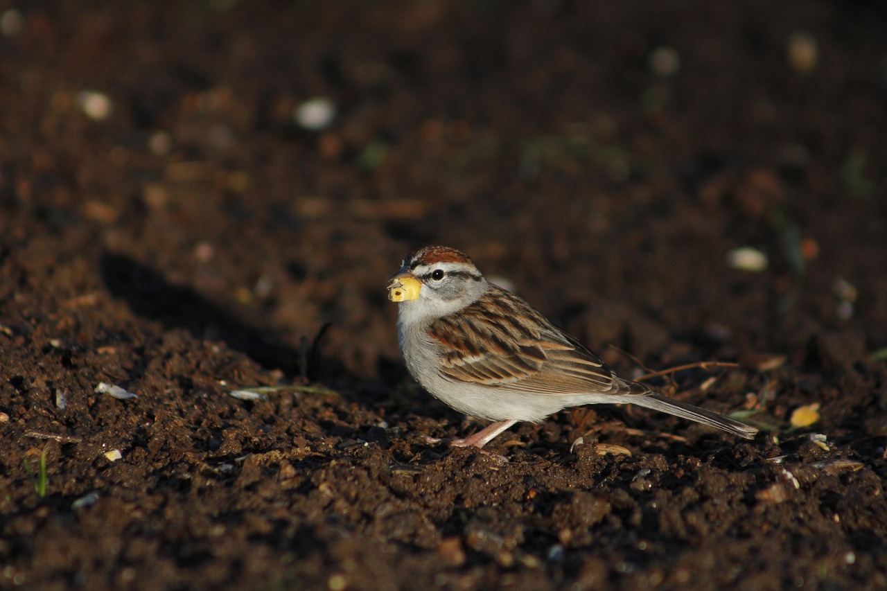 bird outdoors nature free photo