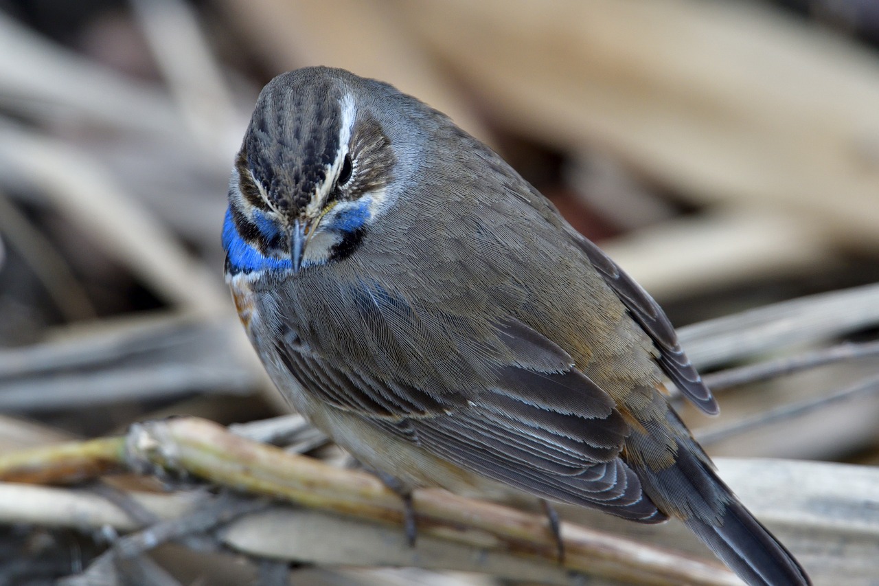 bird natural wild animals free photo