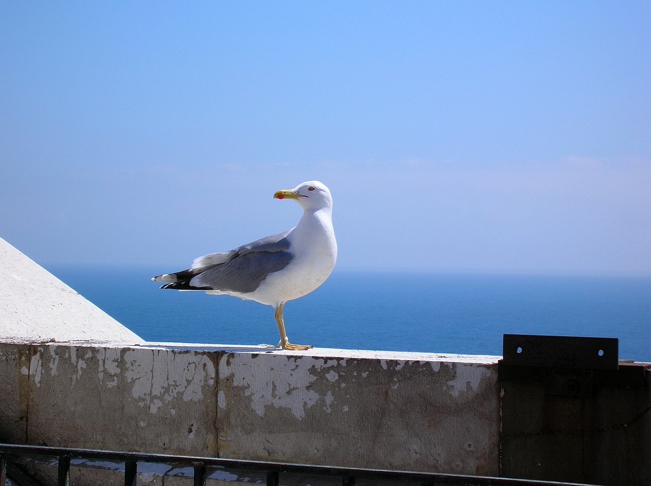 bird sea sky free photo