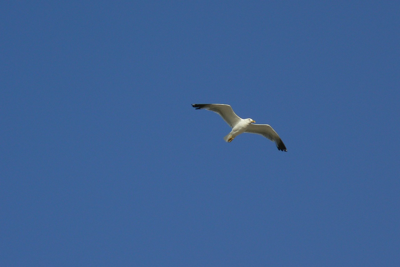 bird nature sky free photo