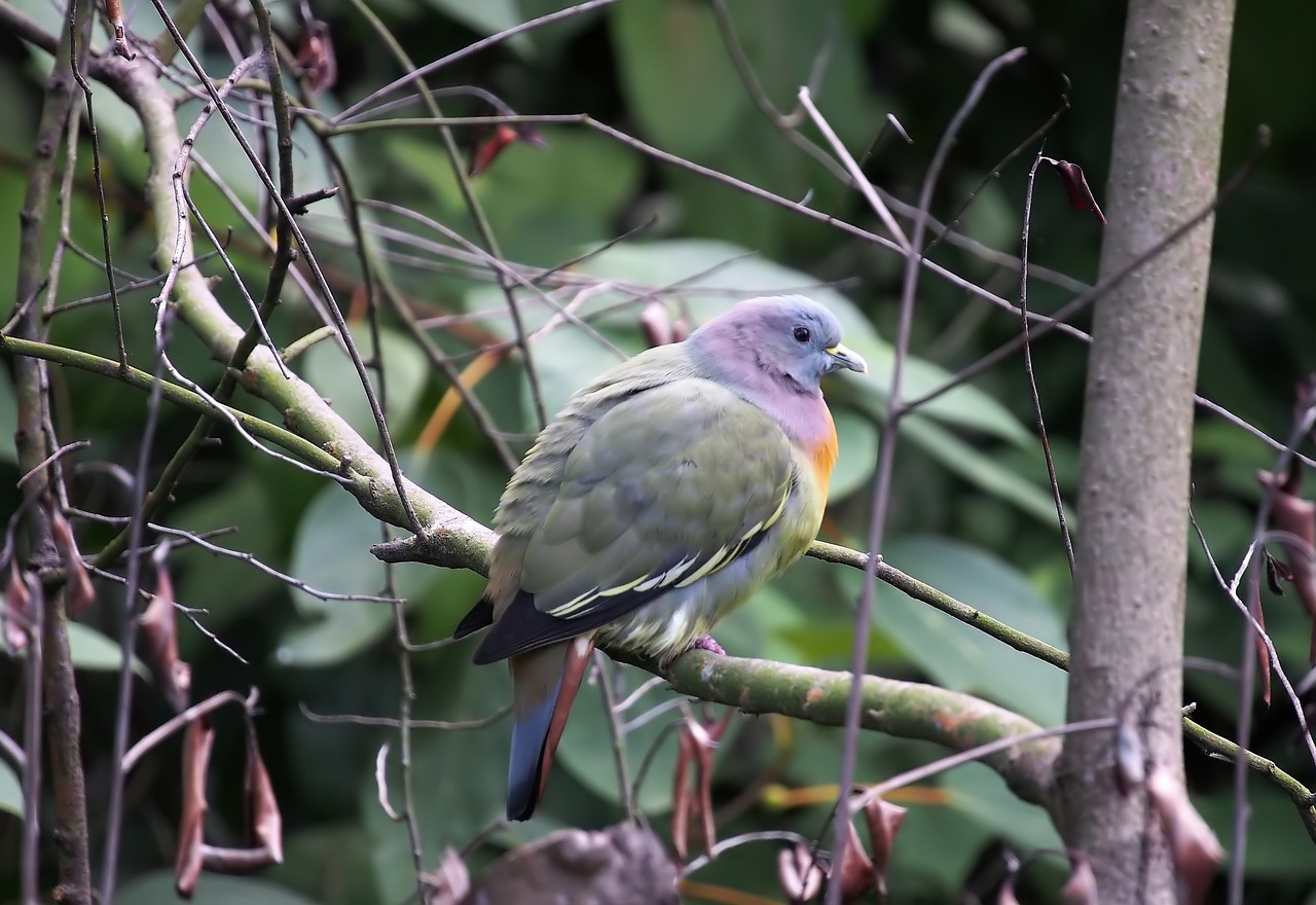 bird nature tree free photo