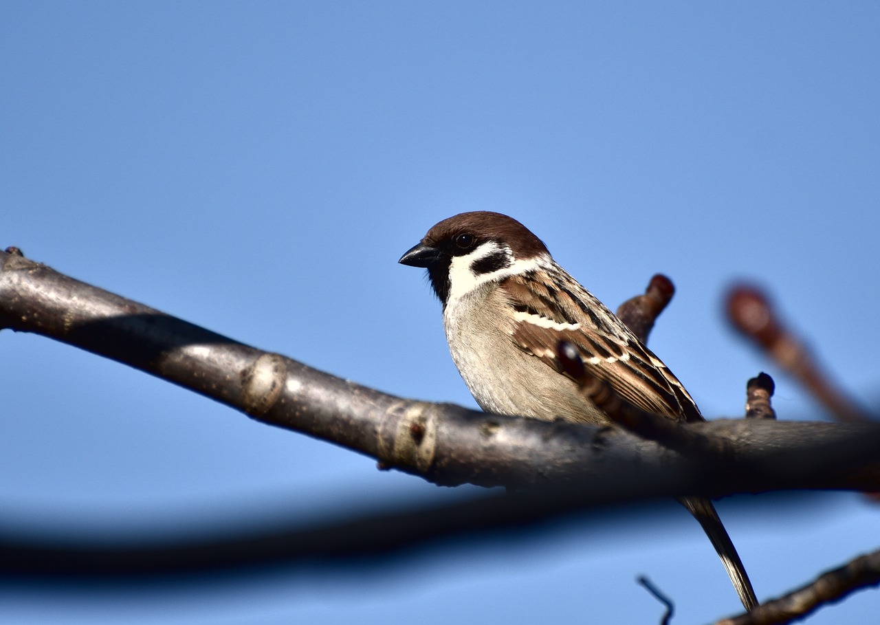 bird nature outdoors free photo