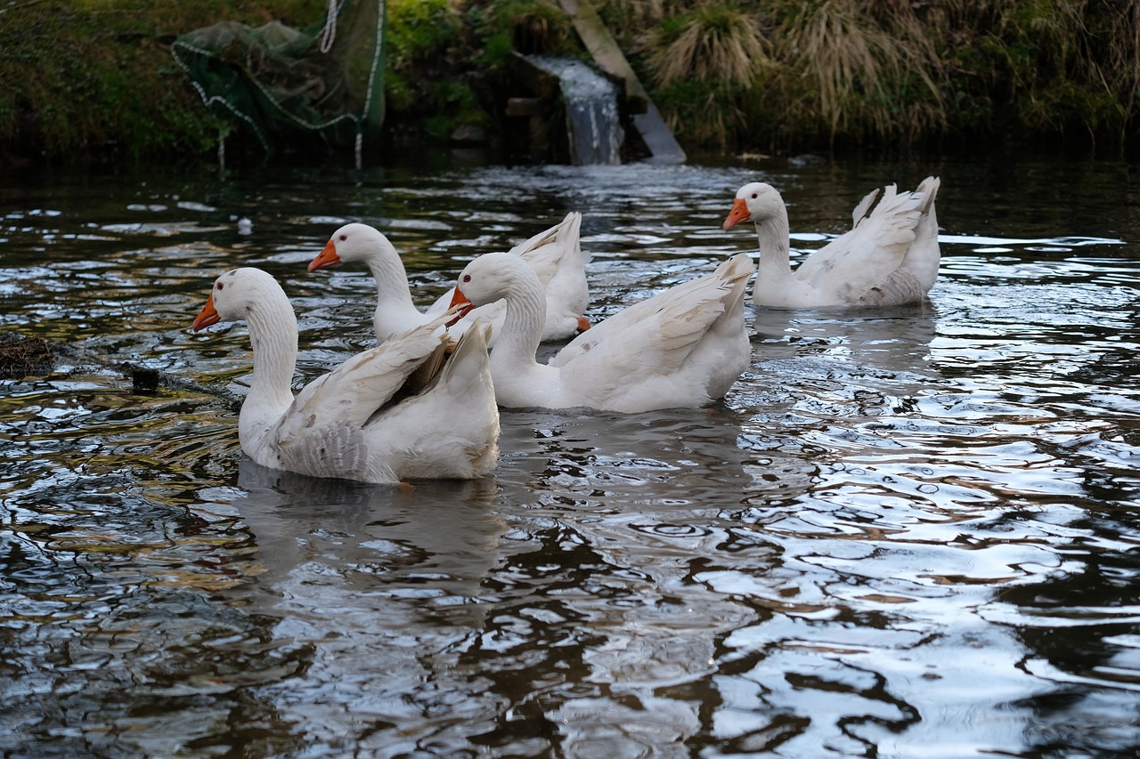 bird waters puddle free photo