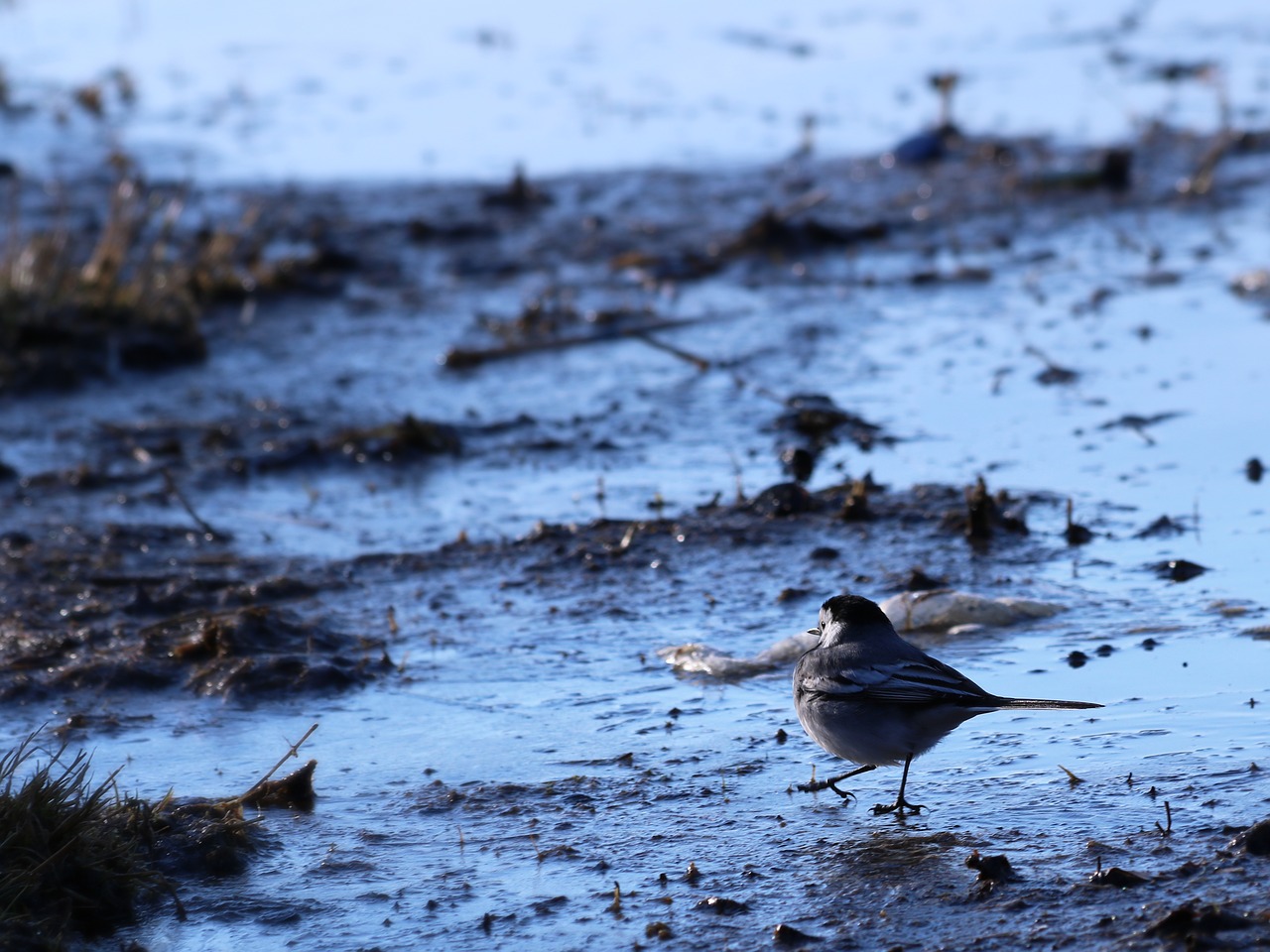 bird water pond free photo