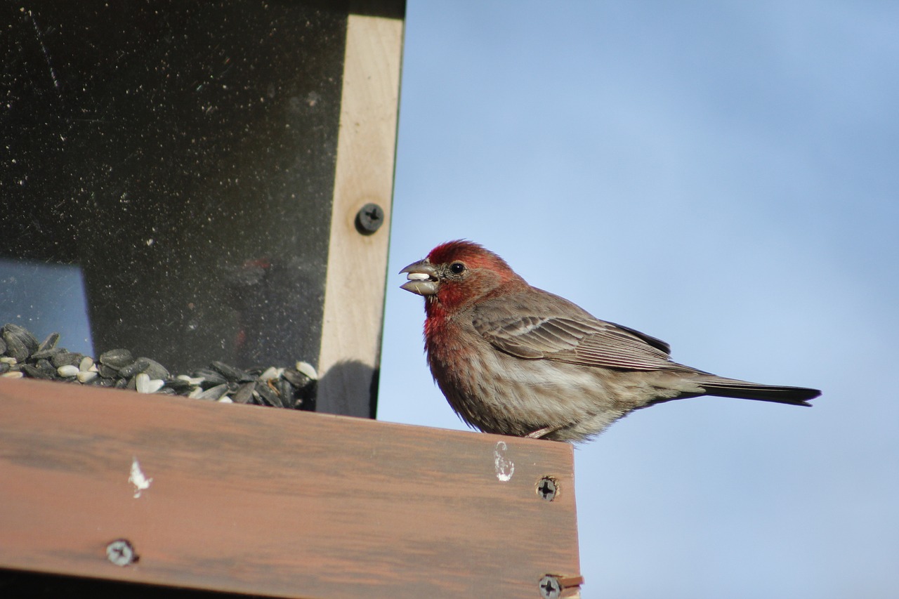 bird outdoors nature free photo