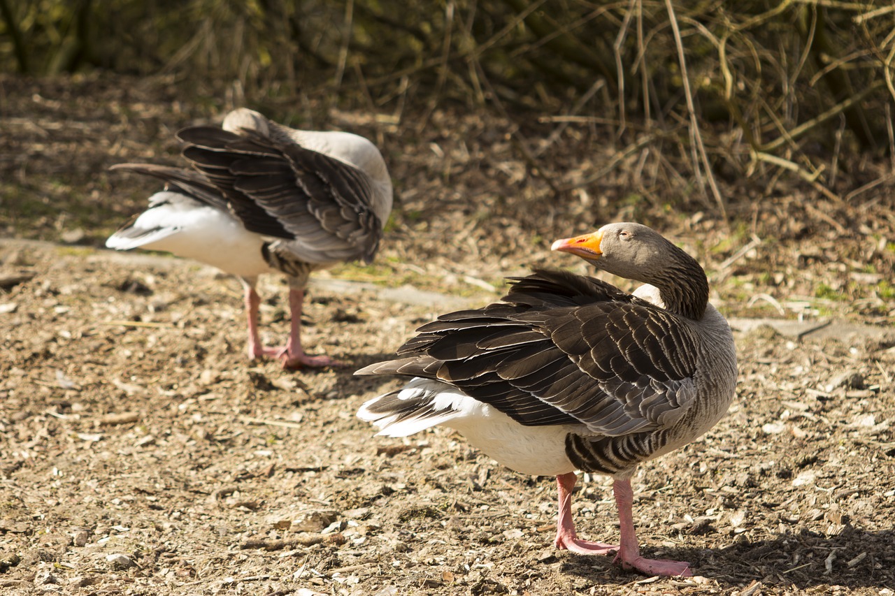 bird nature animal world free photo