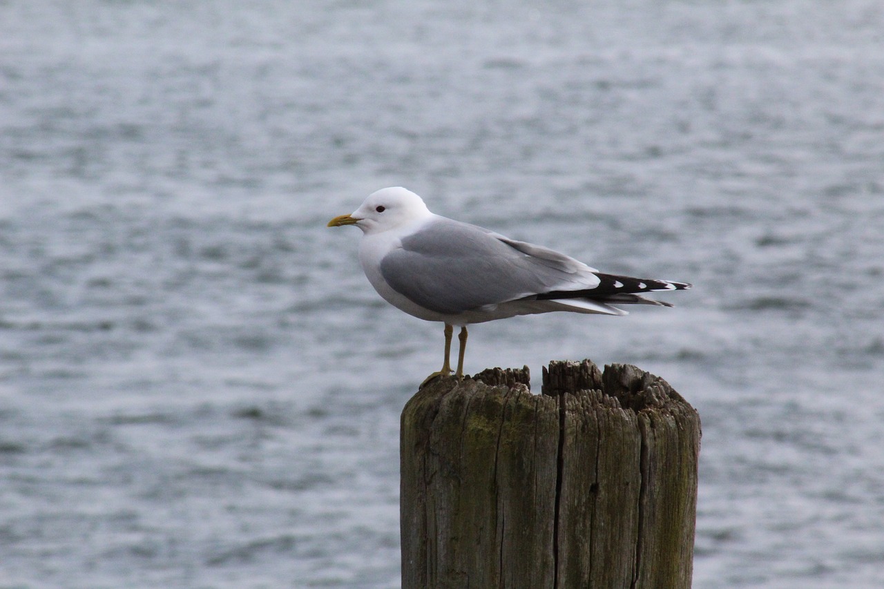 bird waters sea free photo