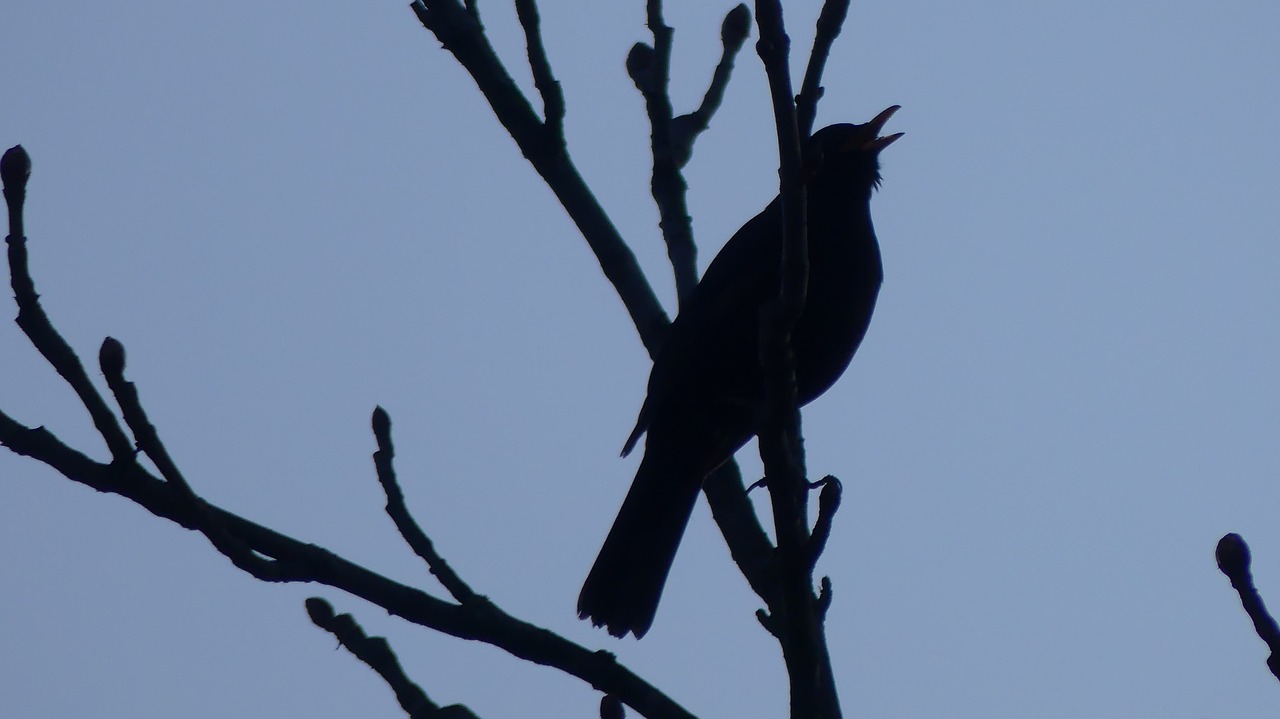 bird nature outdoors free photo