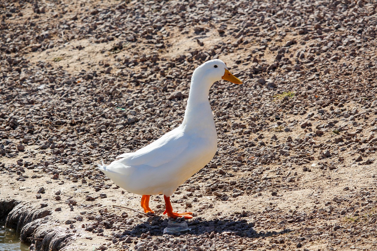 bird nature animal free photo