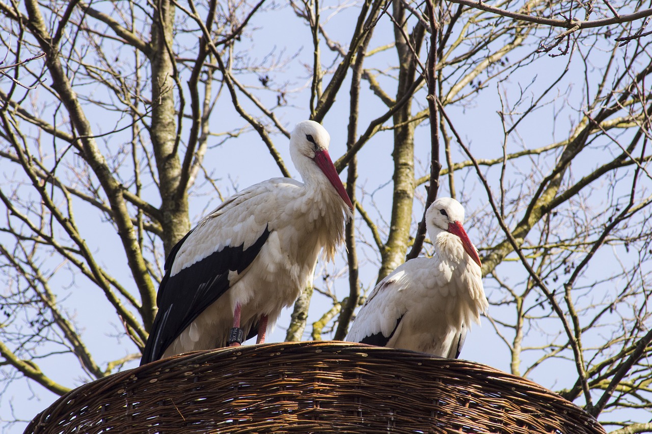 bird nature animal world free photo